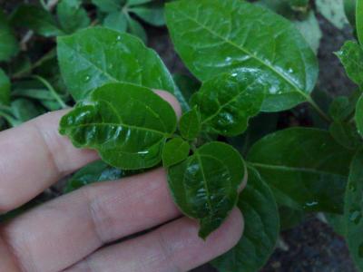 [Foto de planta, jardin, jardineria]