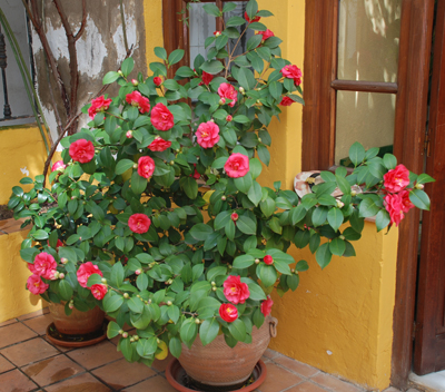 [Foto de planta, jardin, jardineria]