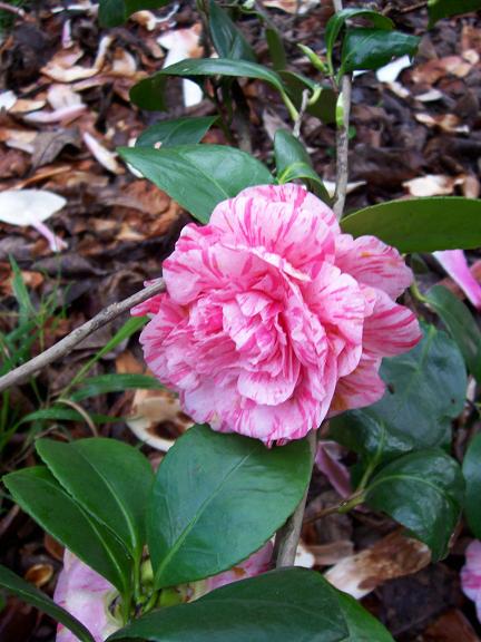 [Foto de planta, jardin, jardineria]