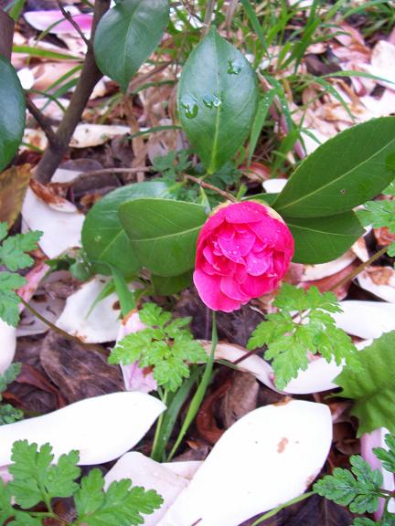 [Foto de planta, jardin, jardineria]