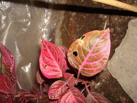 [Foto de planta, jardin, jardineria]