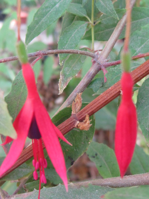 [Foto de planta, jardin, jardineria]