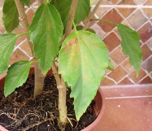 [Foto de planta, jardin, jardineria]