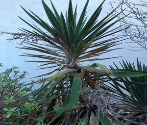 [Foto de planta, jardin, jardineria]