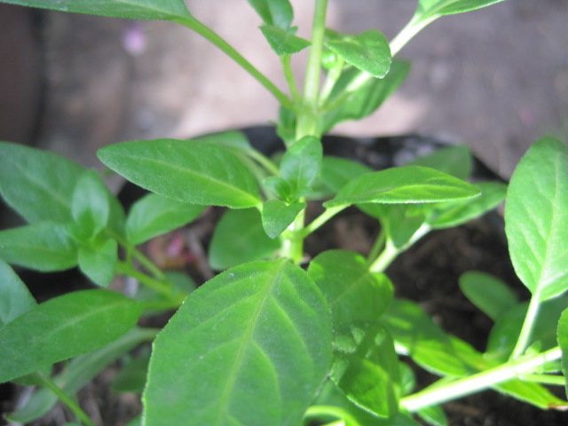 [Foto de planta, jardin, jardineria]