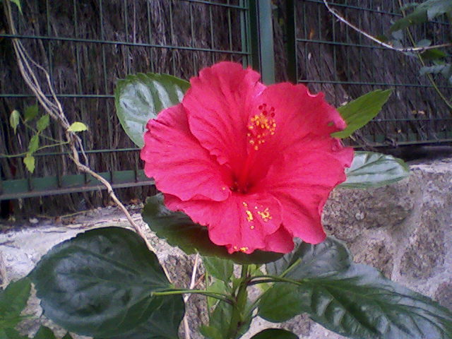 [Foto de planta, jardin, jardineria]