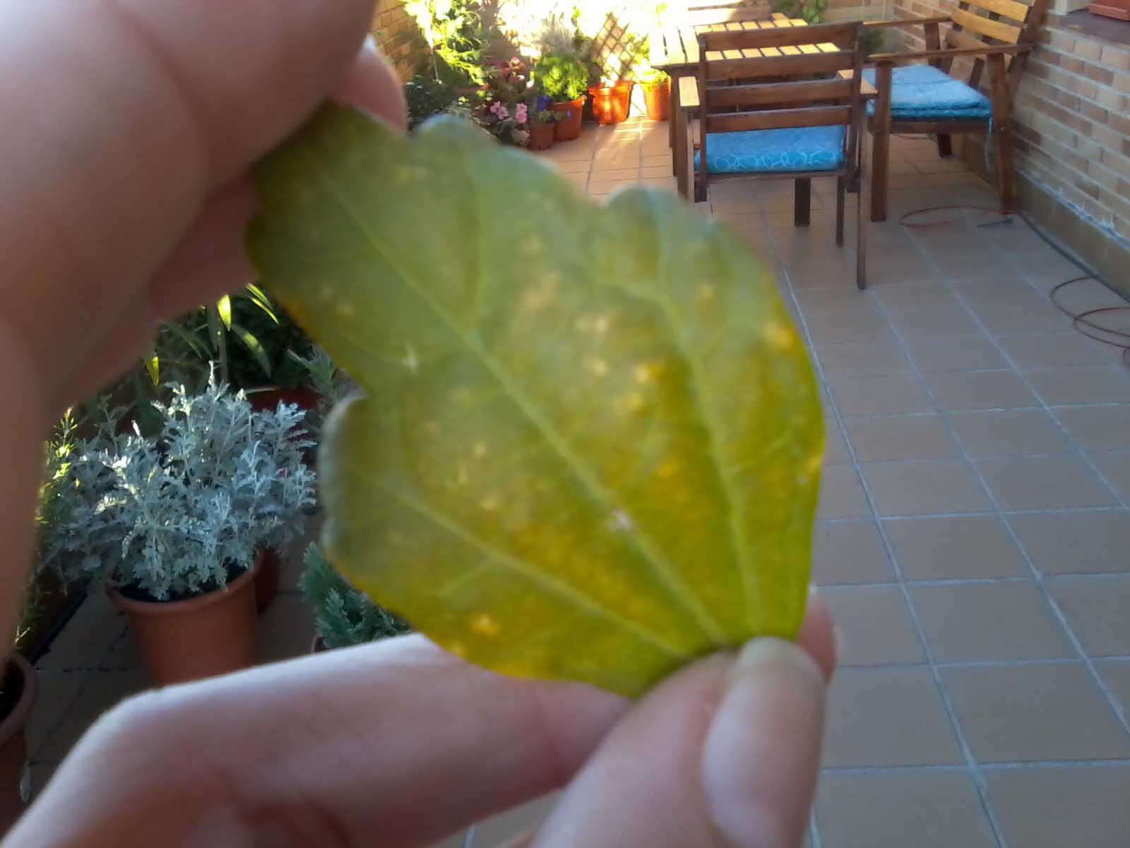 [Foto de planta, jardin, jardineria]