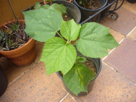 [Foto de planta, jardin, jardineria]