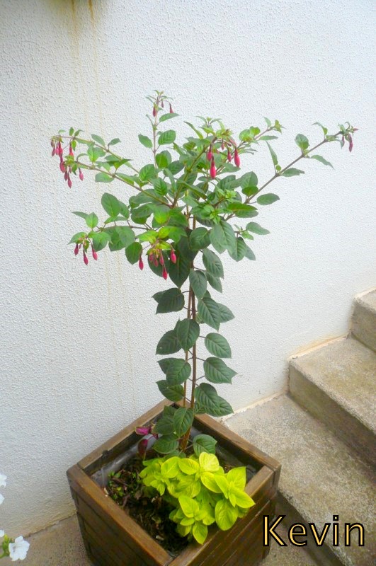 [Foto de planta, jardin, jardineria]