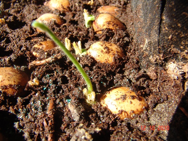 [Foto de planta, jardin, jardineria]