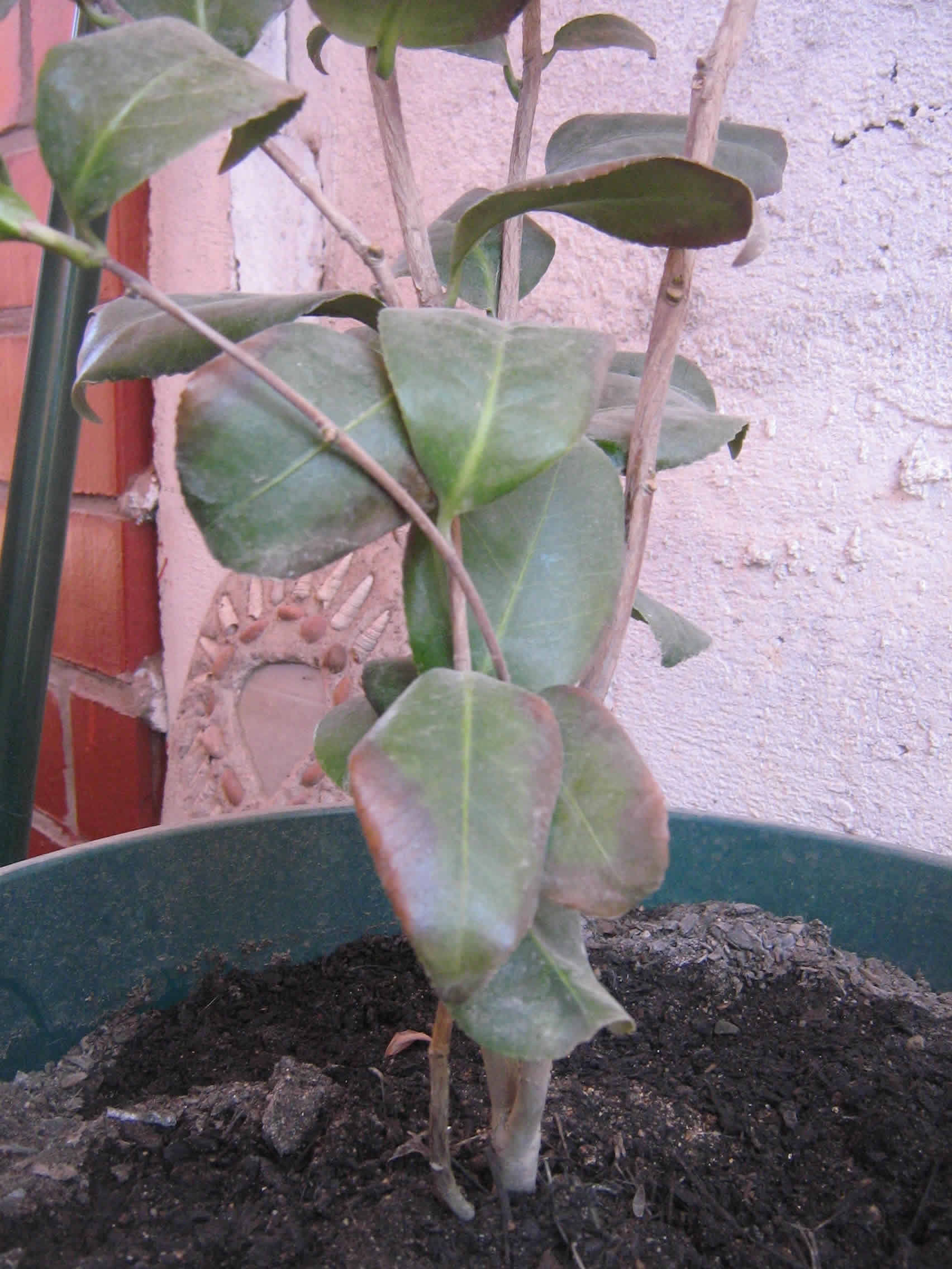 [Foto de planta, jardin, jardineria]