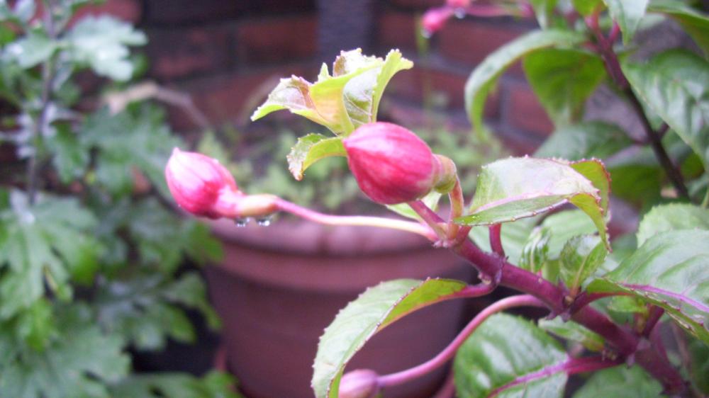 [Foto de planta, jardin, jardineria]