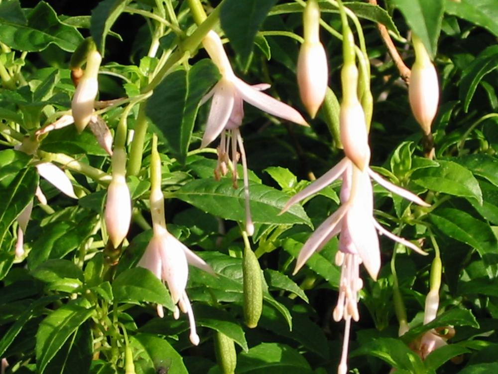 [Foto de planta, jardin, jardineria]