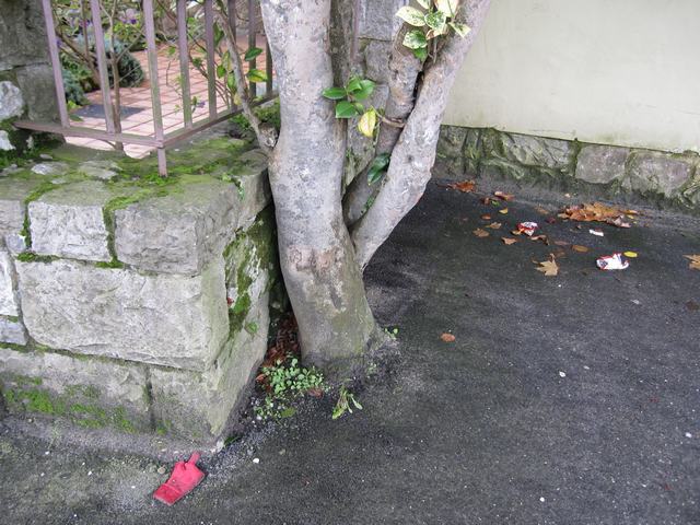 [Foto de planta, jardin, jardineria]