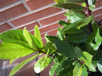 [Foto de planta, jardin, jardineria]