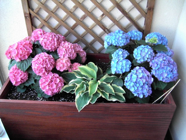 Color de la flor de hortensia y cómo cambiarlo