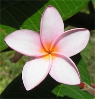 Plumeria rubra