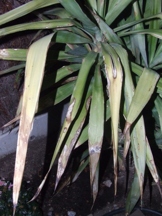 [Foto de planta, jardin, jardineria]