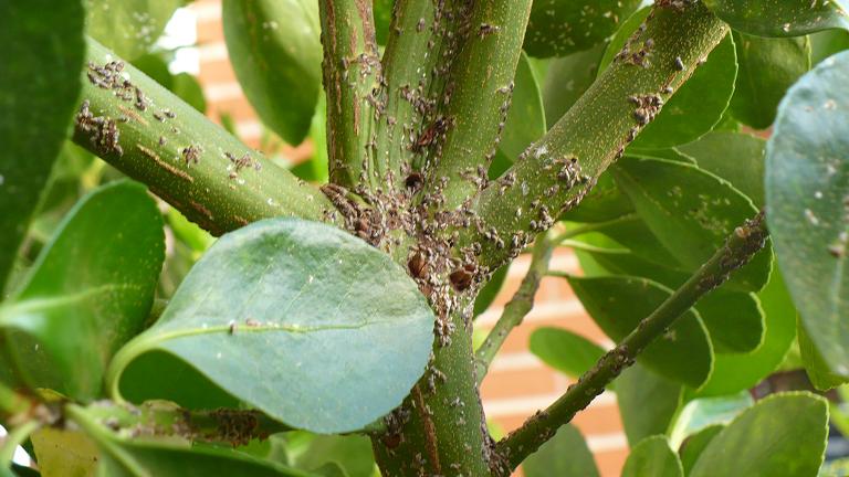 [Foto de planta, jardin, jardineria]