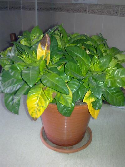 [Foto de planta, jardin, jardineria]