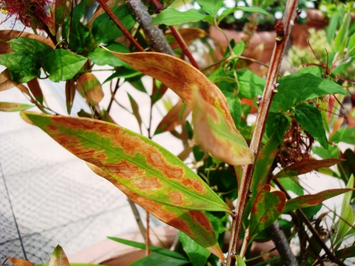 [Foto de planta, jardin, jardineria]