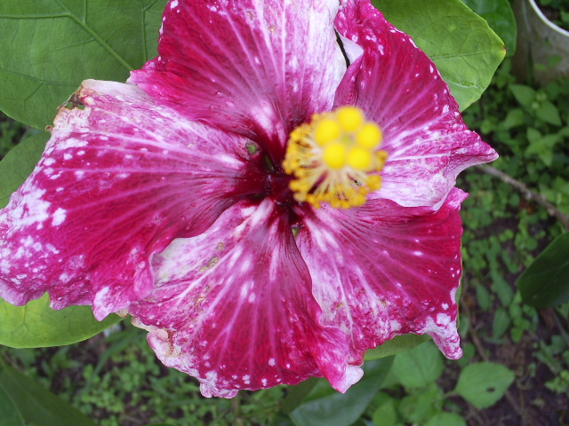 [Foto de planta, jardin, jardineria]