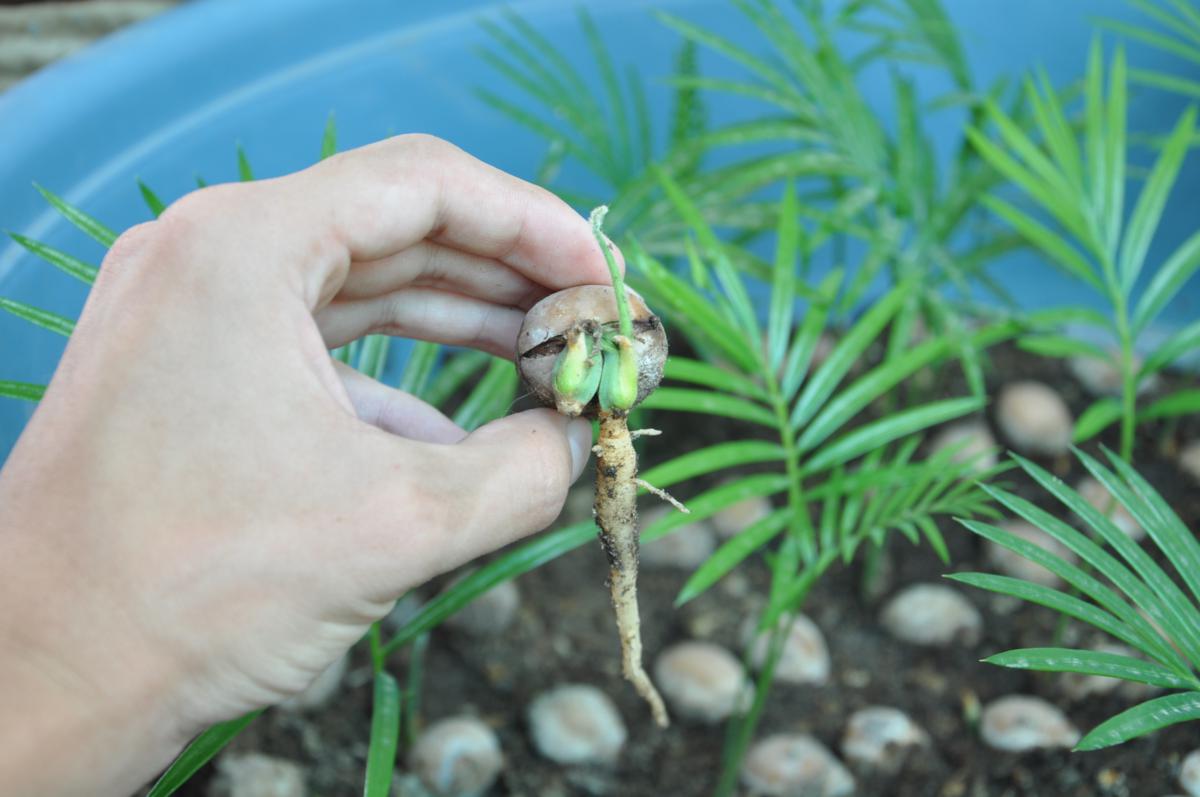 [Foto de planta, jardin, jardineria]