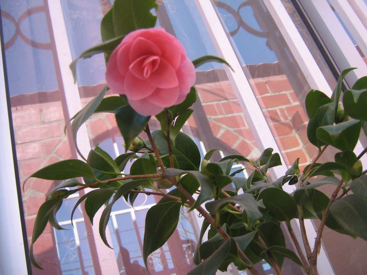 [Foto de planta, jardin, jardineria]