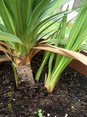 [Foto de planta, jardin, jardineria]