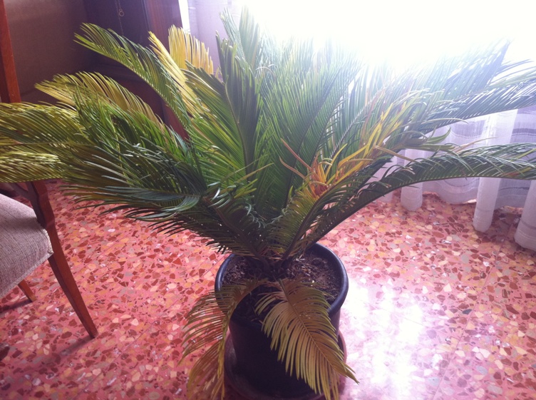 [Foto de planta, jardin, jardineria]