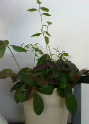 [Foto de planta, jardin, jardineria]
