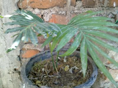 [Foto de planta, jardin, jardineria]