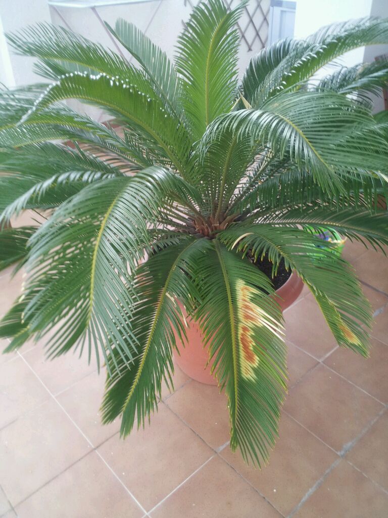 [Foto de planta, jardin, jardineria]