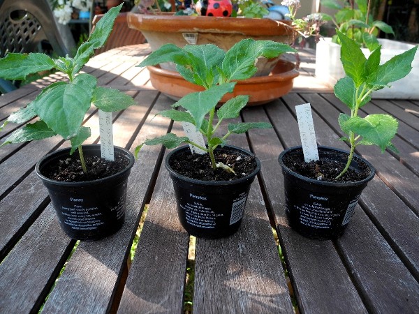 [Foto de planta, jardin, jardineria]