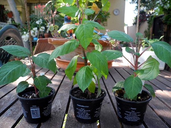 [Foto de planta, jardin, jardineria]