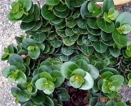 [Foto de planta, jardin, jardineria]