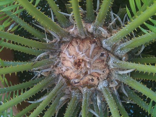 [Foto de planta, jardin, jardineria]