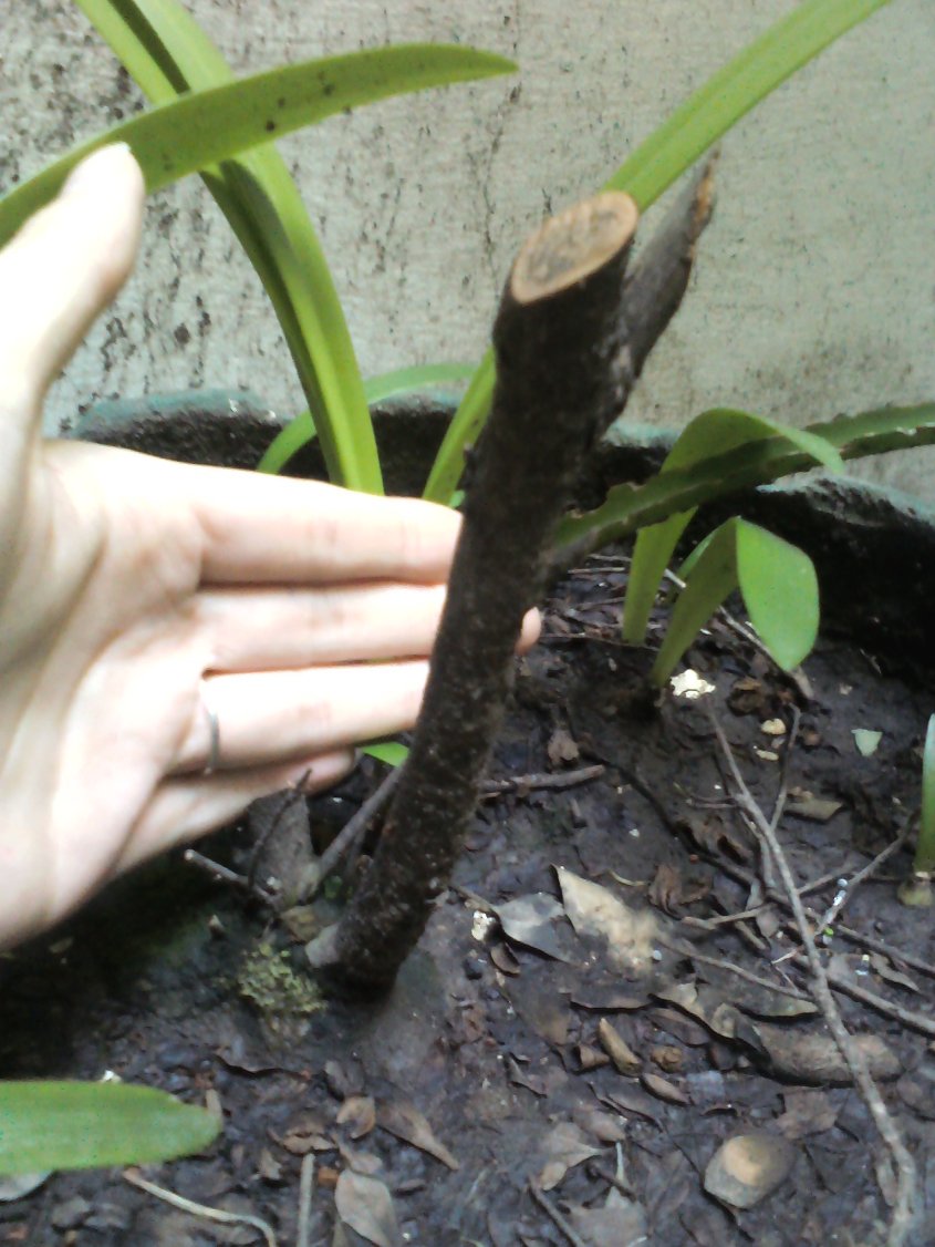 [Foto de planta, jardin, jardineria]