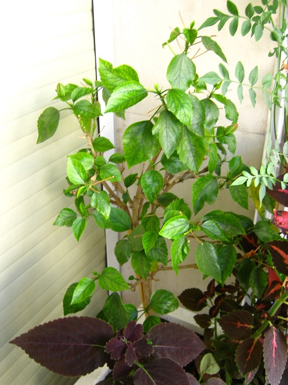 [Foto de planta, jardin, jardineria]