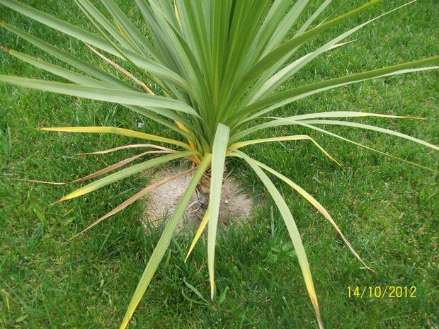 [Foto de planta, jardin, jardineria]