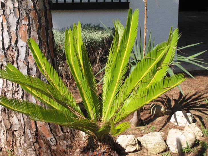 [Foto de planta, jardin, jardineria]