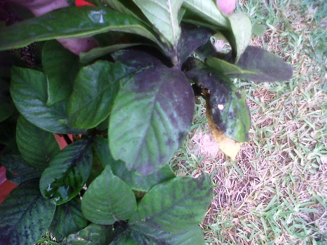 [Foto de planta, jardin, jardineria]