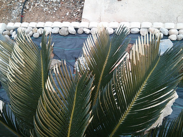 [Foto de planta, jardin, jardineria]