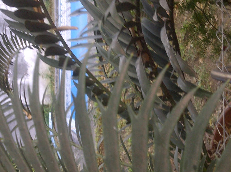[Foto de planta, jardin, jardineria]
