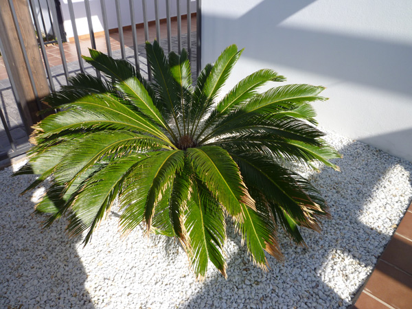 [Foto de planta, jardin, jardineria]