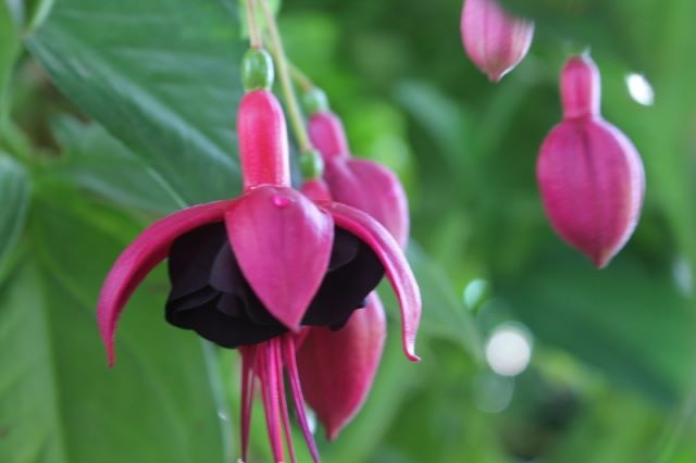 [Foto de planta, jardin, jardineria]