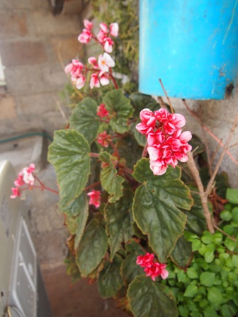 Begonia semperflorens