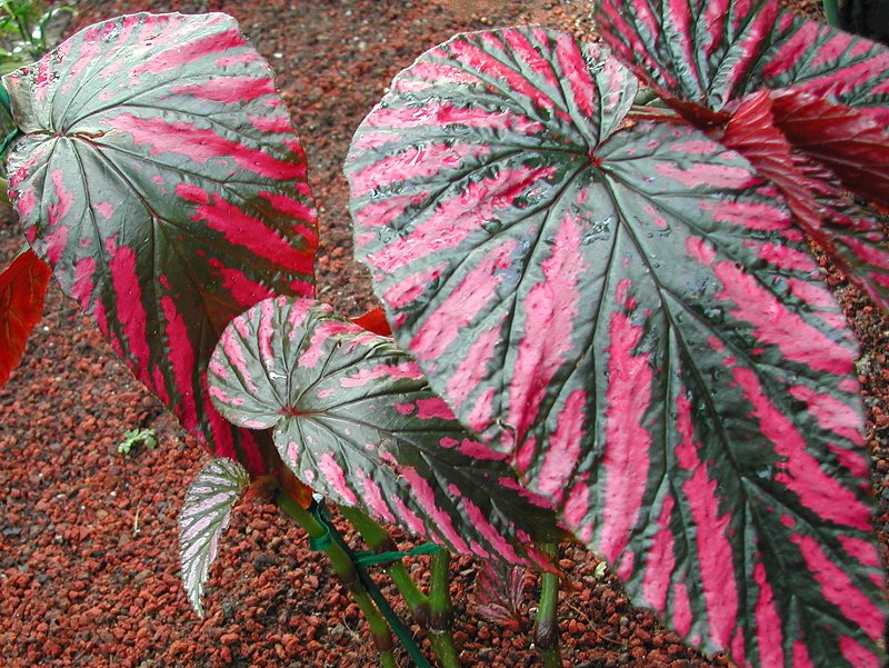 Varias especies y variedades de begonias