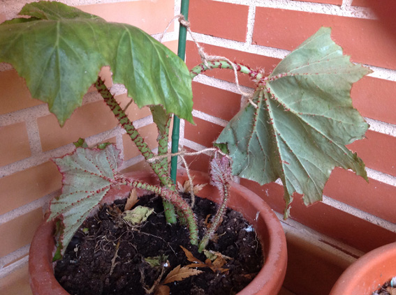 [Foto de planta, jardin, jardineria]