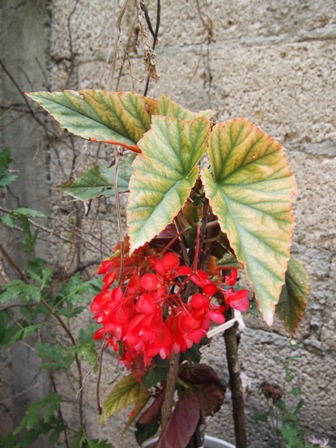 [Foto de planta, jardin, jardineria]